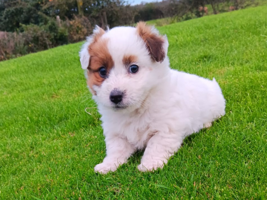 West Highland Terrier x puppies