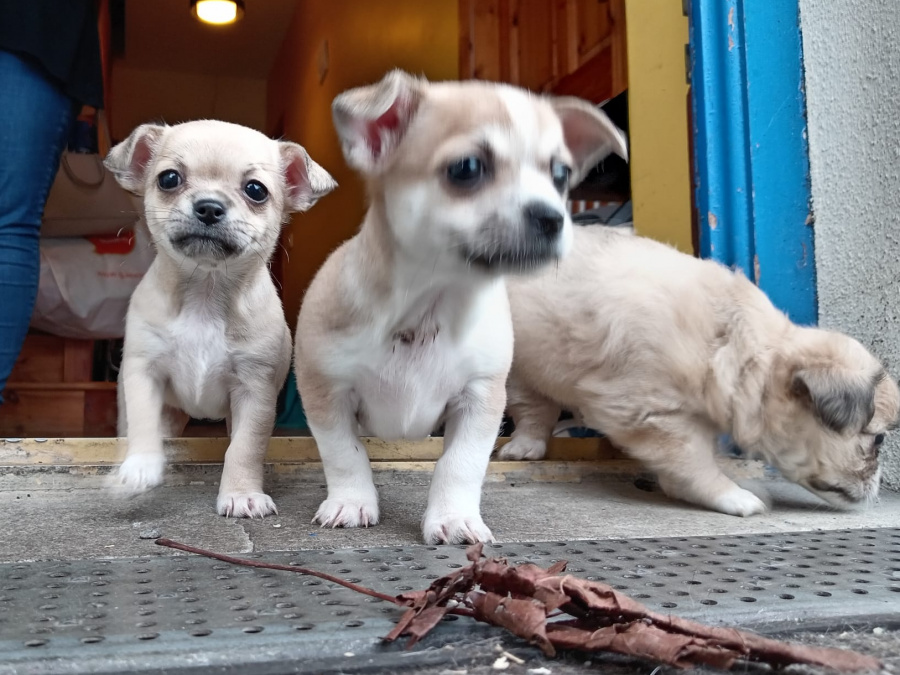 Chihuahua Puppies 7