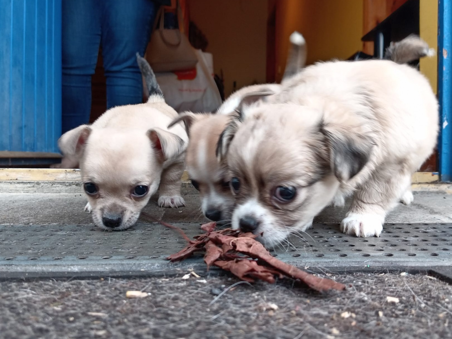 Chihuahua Puppies 12