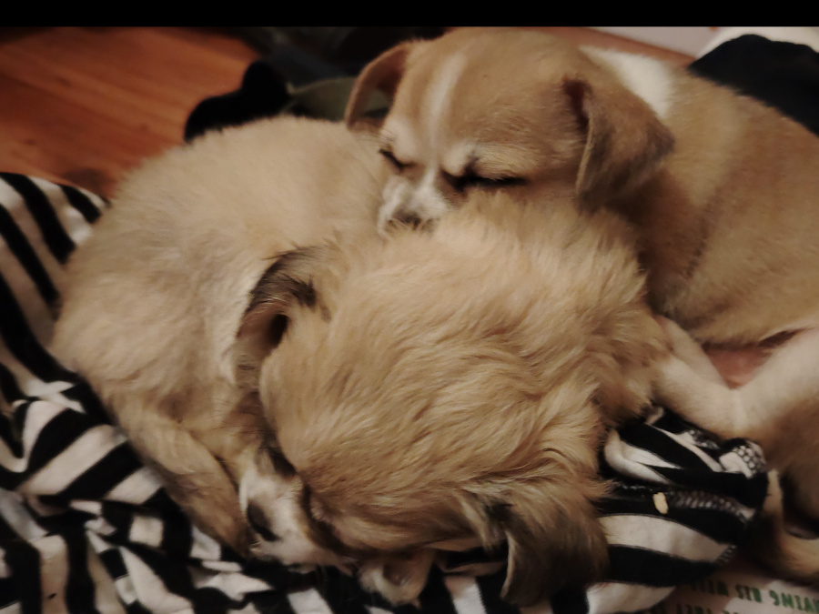 Chihuahua Puppies 3