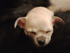 Chihuahua Puppies 1