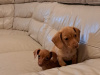 Beautiful miniature smooth haired Dachshund puppies 3