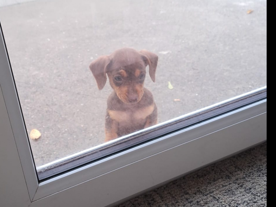 Beautiful miniature smooth haired Dachshund puppies 2