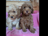 Cavapoo puppies 3