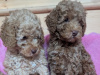 Cavapoo puppies 2