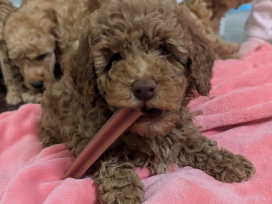 Cavapoo puppies