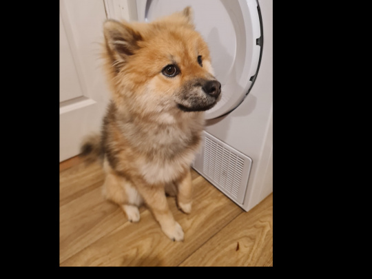 8 month old pomsky for sale