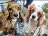 Beautiful Bleinheim Cavalier King Charles Puppies 8