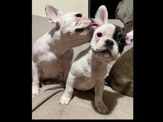 French Bulldog looking for home