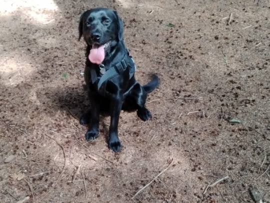 Mix lab and retriever