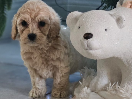 Beautiful cockapoo puppy