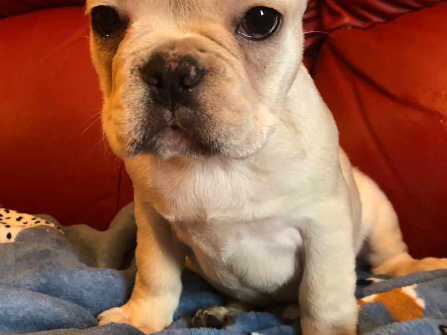 4 Months old French Bulldog Puppies for Sale 3 Females 2