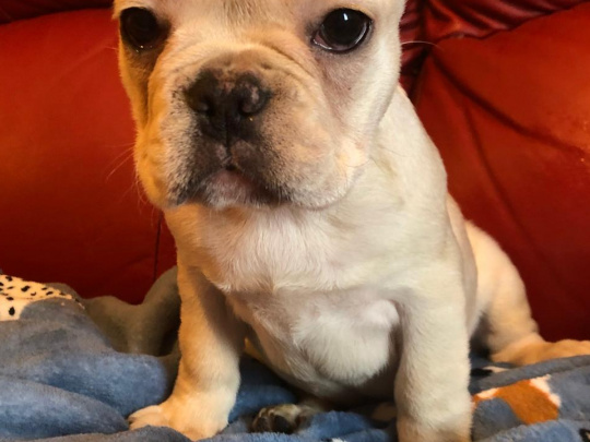 Selling 6 month old French bulldog females