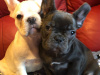 4 Months old French Bulldog Puppies for Sale 3 Females 3