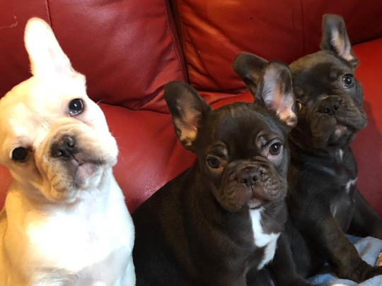 4 Months old French Bulldog Puppies for Sale 3 Females