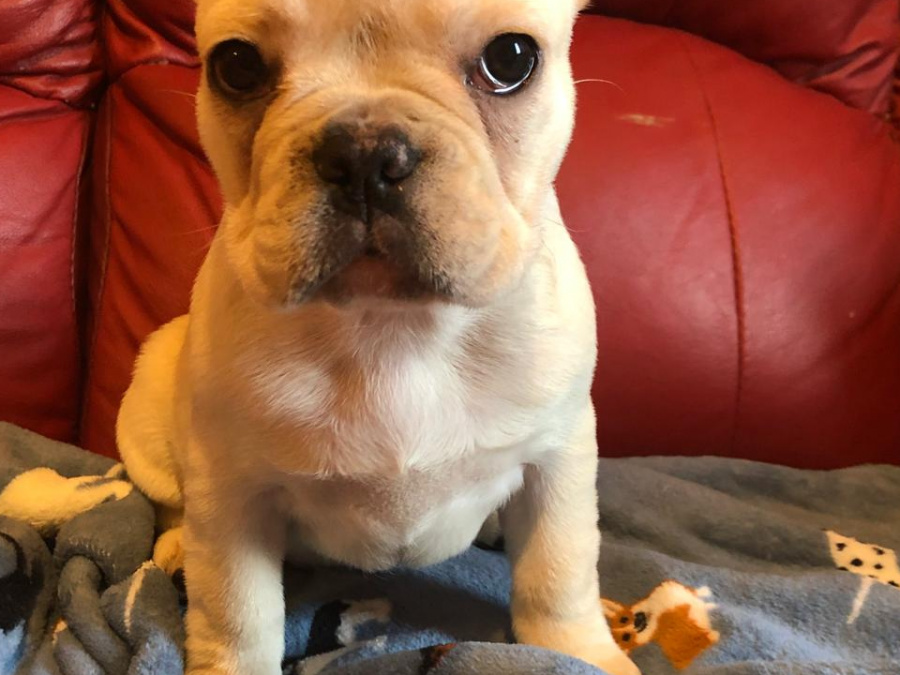 4 Months old French Bulldog Puppies for Sale 3 Females 6