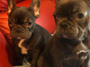 4 Months old French Bulldog Puppies for Sale 3 Females 5