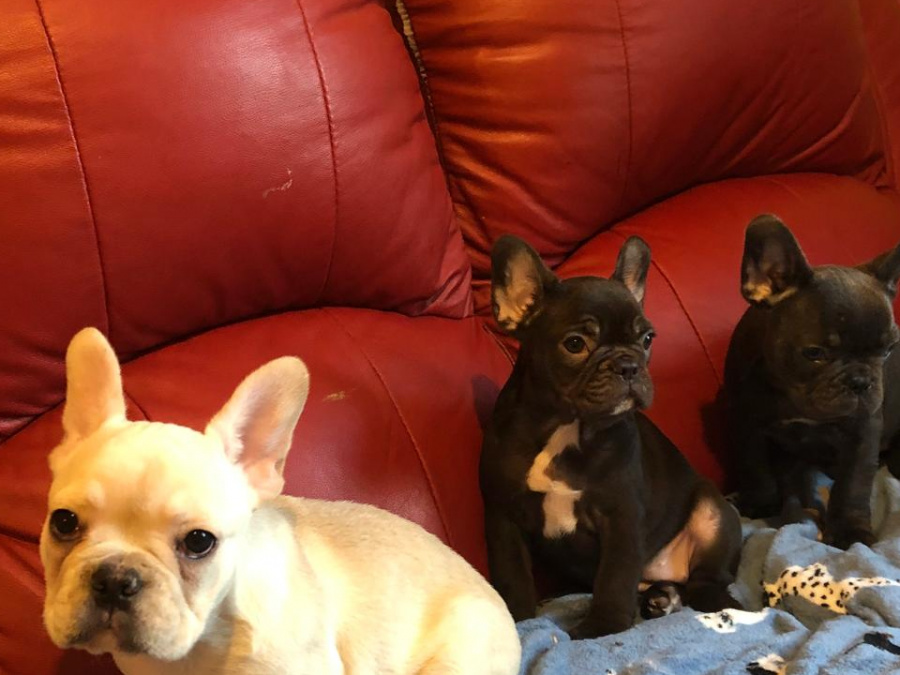 4 Months old French Bulldog Puppies for Sale 3 Females 4