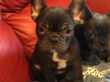 4 Months old French Bulldog Puppies for Sale 3 Females 7