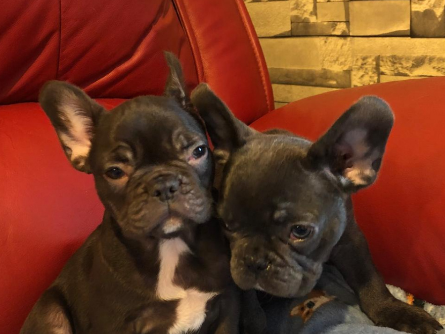 4 Months old French Bulldog Puppies for Sale 3 Females 8