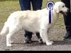 Golden retriever puppies 6