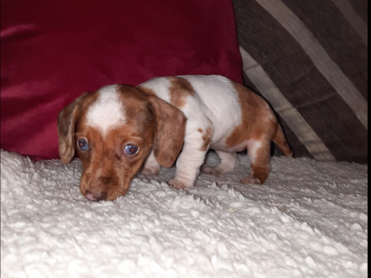 Miniature dachshund puppies