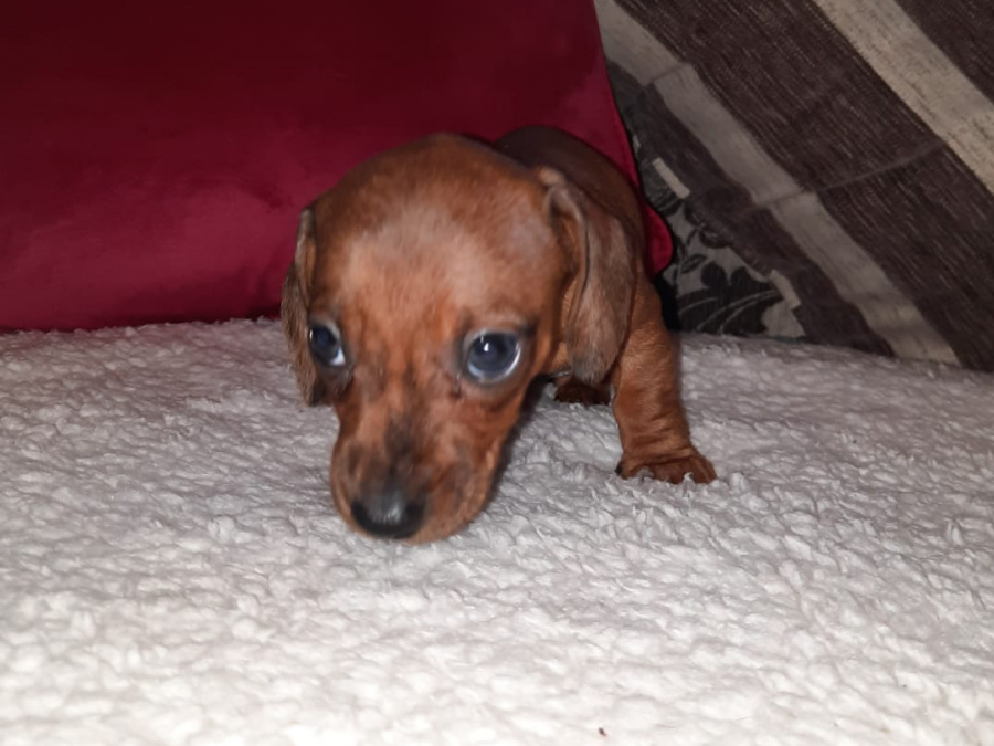 Miniature dachshund puppies 4