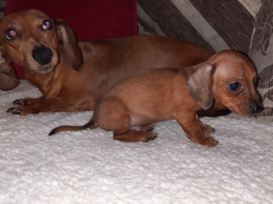 Miniature dachshund puppies 3