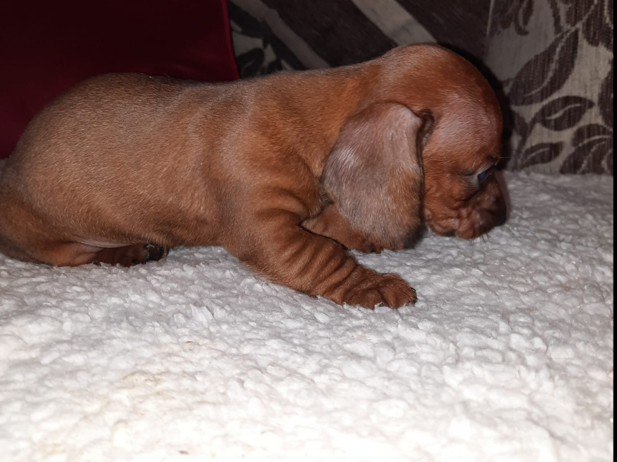 Miniature dachshund puppies 2