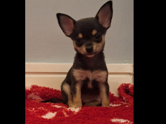 Beautiful tcup miniature chihuahua puppies