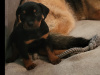 Rottweiler x Am Staff puppies 1