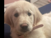 Female Golden Retriever 2