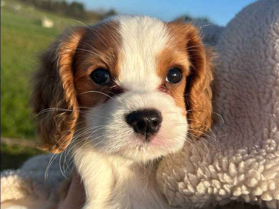 Beautiful Bleinheim Cavalier King Charles Puppies 9