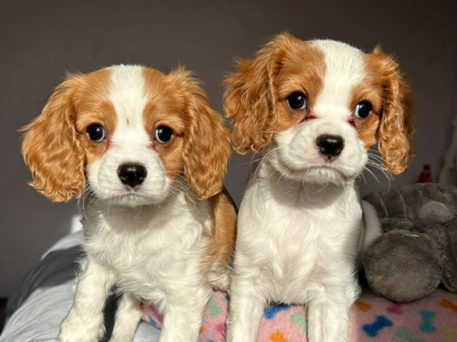 Beautiful Bleinheim Cavalier King Charles Puppies 2