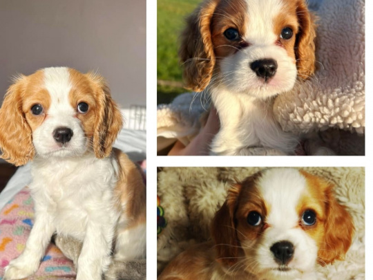 Beautiful Bleinheim Cavalier King Charles Puppies