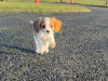 Beautiful Bleinheim Cavalier King Charles Puppies 3