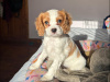 Beautiful Bleinheim Cavalier King Charles Puppies 5