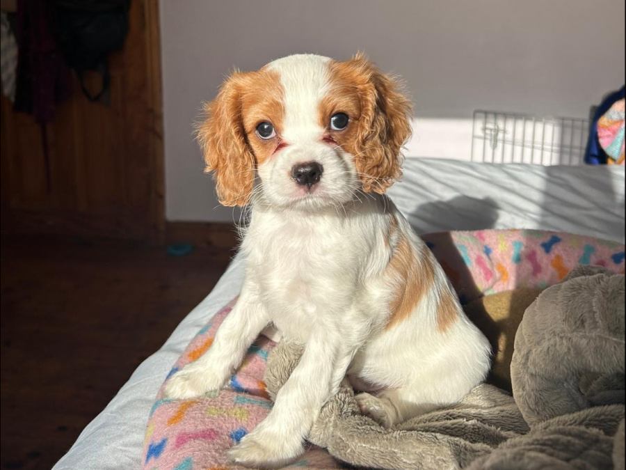 Beautiful Bleinheim Cavalier King Charles Puppies 5