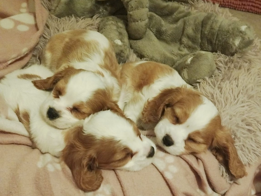 Beautiful Bleinheim Cavalier King Charles Puppies 4