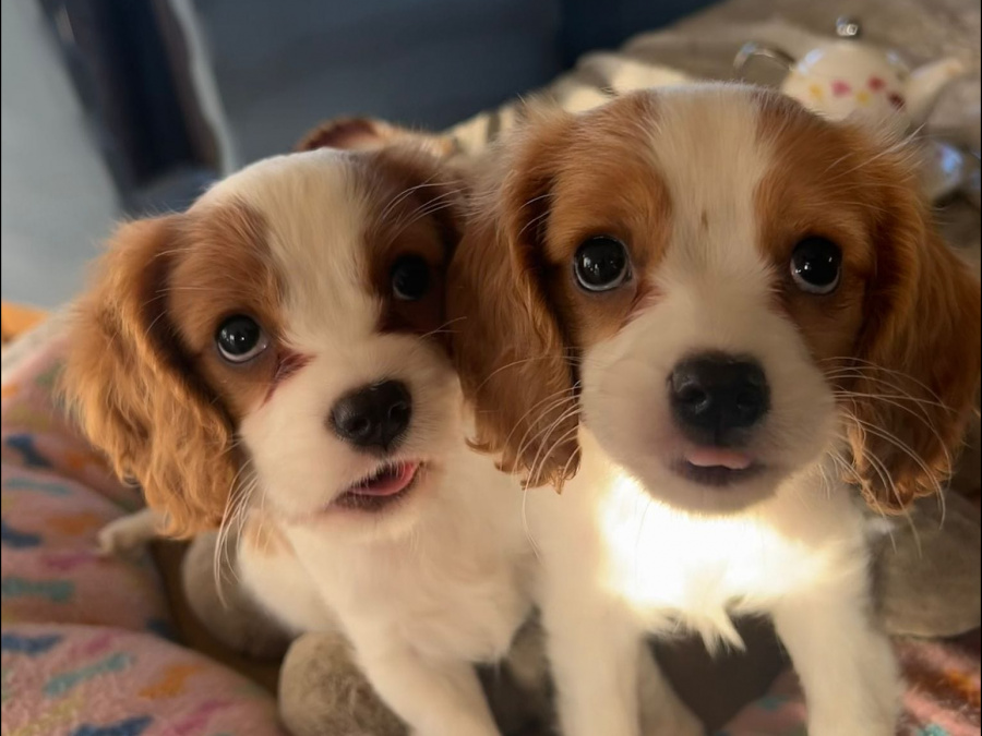 Beautiful Bleinheim Cavalier King Charles Puppies 6