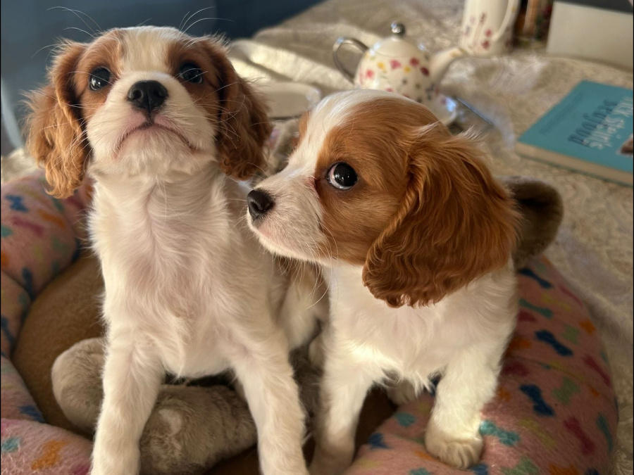 Beautiful Bleinheim Cavalier King Charles Puppies 7