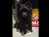 Pomeranian miniature 1