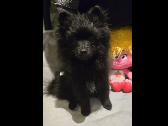 Pomeranian miniature