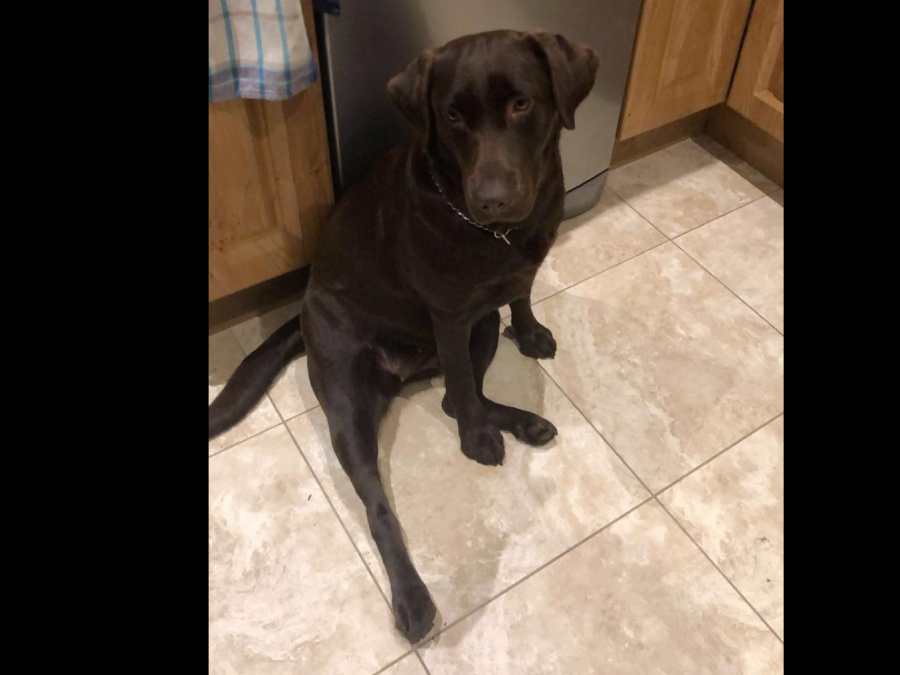 Chocolate Labrador for sale 2