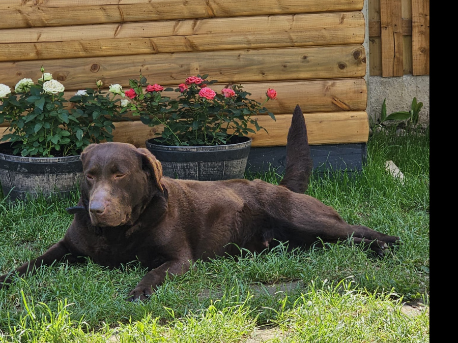 Chocolate Labrador for sale 1