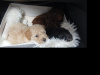 Toy poodle pups 4