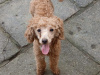 Toy poodle pups 3