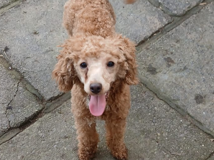 Toy poodle pups 3