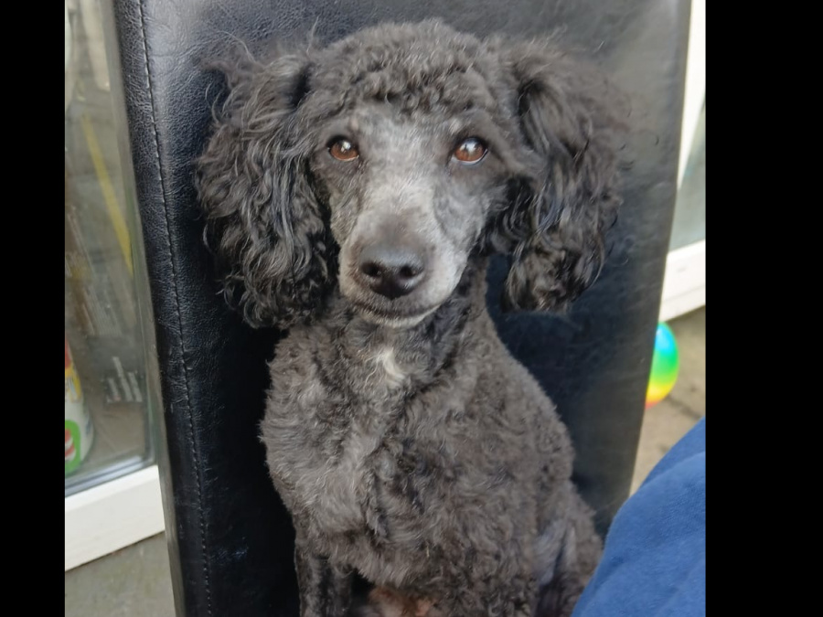 Toy poodle pups 5