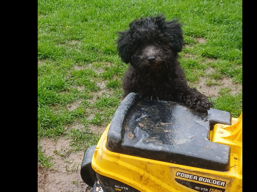 Toy poodle pups 2